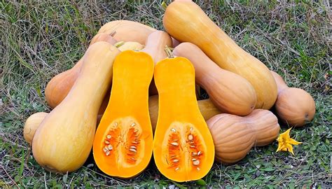 Cultivo De Calabaza O Auyama Temas De Agronom A