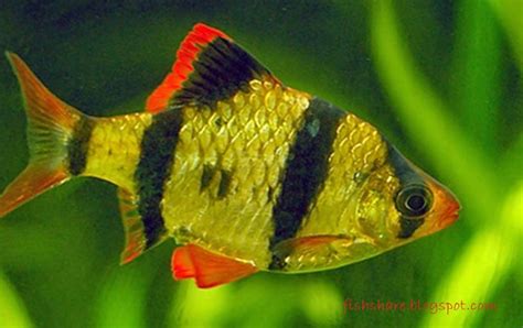 Jenis Ikan Hias Air Tawar Warna Belang Kuning Hitam Ikan Hias Air