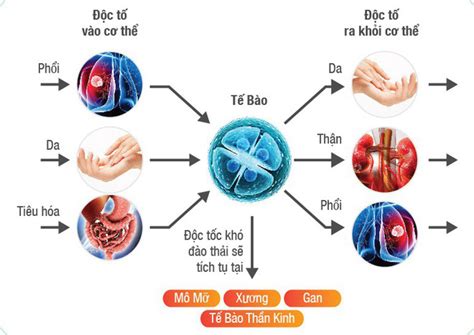 Vì Sao Cơ Thể Cần đào Thải độc Tố Ezcare Tri Thức