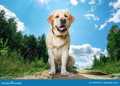 Happy Labrador Retriever Sitting On Forest In Sunny Day Stock Photo