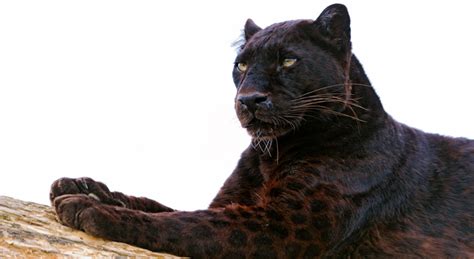 Black Panthers Make Their Way In Reserve Forest Of