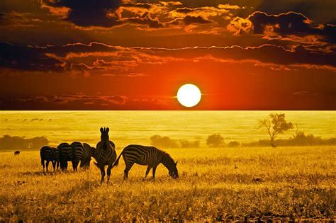 Zebras On The African Savanna Beautiful Picture