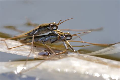 Springfield Plateau Water Striders