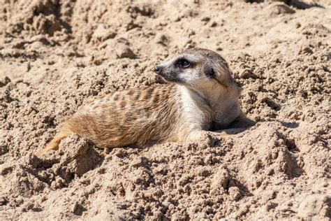 Meerkat Lie Down On The Ground Stock Photo Image Of Suricata Mouth