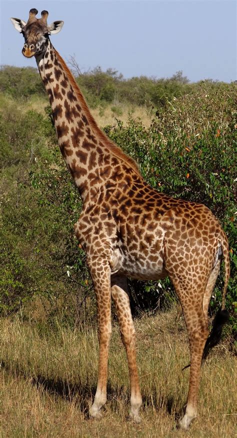 An Interactive View Of The Giraffe Masai Giraffe Giraffe Giraffe Photos