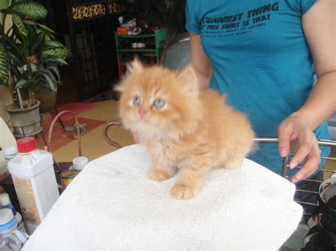 Orange Tabby Domestic Long Hair Kitten For Sale Adoption From Selangor