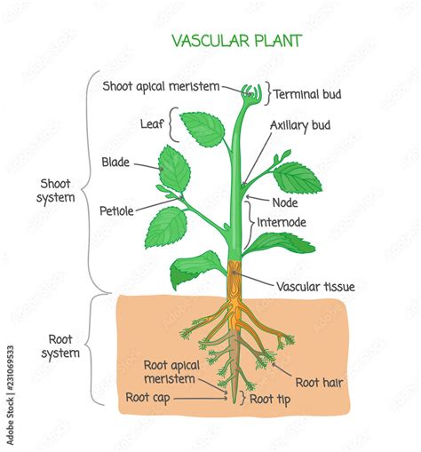 Vascular Plants Diagram