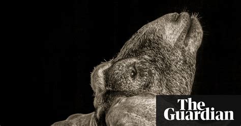 Gorgeous Goats In Pictures Art And Design The Guardian