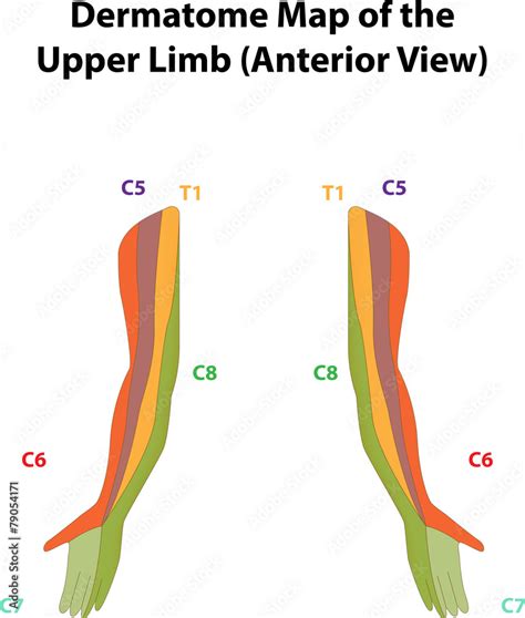Dermatome Map Of The Upper Limb Vector De Stock Adobe Stock The Best Porn Website