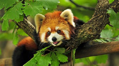 Browse through some of the most creative and wonderful among us wallpaper, then save to your favorites or have the among us background extension shuffle the wallpapers every time you open a new tab. Download Red Panda HD wallpaper for 4K 3840 x 2160 ...