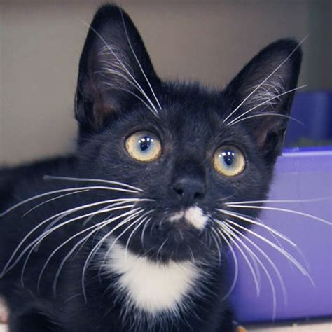 Adopted Boots Is A 3 12 Month Old Neutered Male Tuxedo Black And