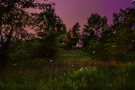 Fireflies In A Summer Night Smithsonian Photo Contest Smithsonian