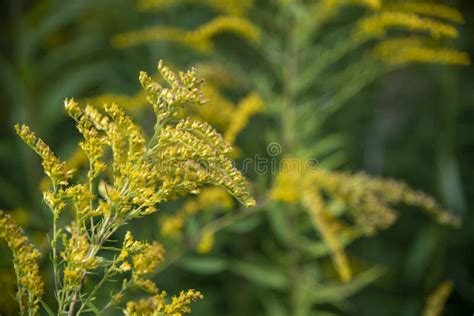 Yellow Canada Goldenrod Flowers Stock Photo Image Of Green Herbal