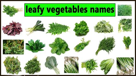 List Of Edible Leaves Names With Pictures Types Of Greens To Cook