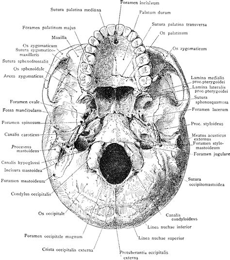 Parts Of The Human Head