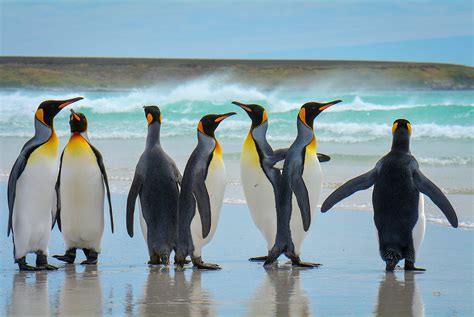An Essential Guide To The Falkland Islands Lonely Planet
