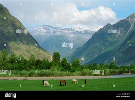 Grazing Horses In The Chulyshman Rivers Valley Altai Siberia Russia