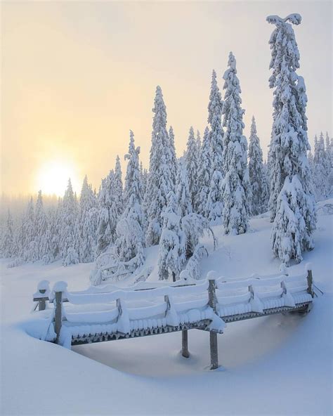 Gorgeous Light Over Snowy Forests Around Skrimfjella Norway Photo By