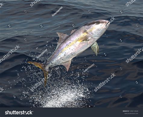 Greater Yellowtail Amberjack Jumps Out Water Stock Illustration