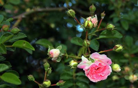 Pink Rose With Buds Free Stock Photo Public Domain Pictures