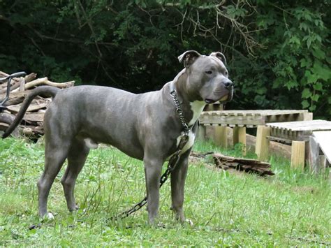 Knight Sabre The Thunderfoot Blue Nose Blue Brindle
