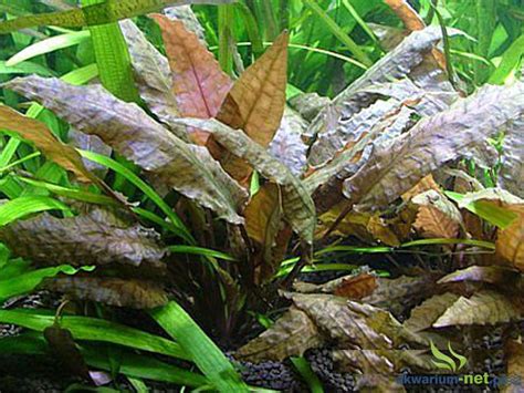 The cryptocoryne wendtii plant typically stays fairly small, and it is ideal as a midground or foreground plant. CRYPTOCORYNE WENDTII TROPICA Sklep AKWARIUM-NET: Rośliny ...