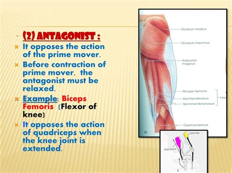 Ppt Skeletal Muscles Powerpoint Presentation Free Download Id176787