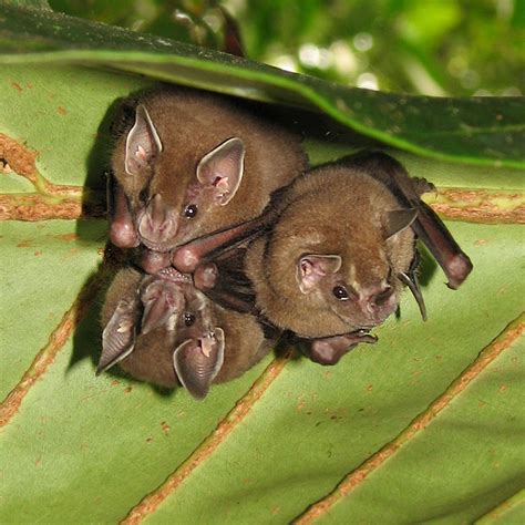 Leaf Nosed Bat Phyllostomidae Kaieteur News