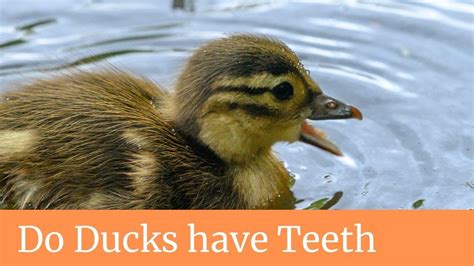 Do Ducks Have Teeth Do Ducks Have Teeth On Their Tongue Do Ducks