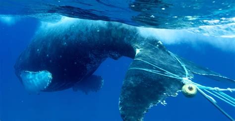 Whale Bycatch Safe Worldwide