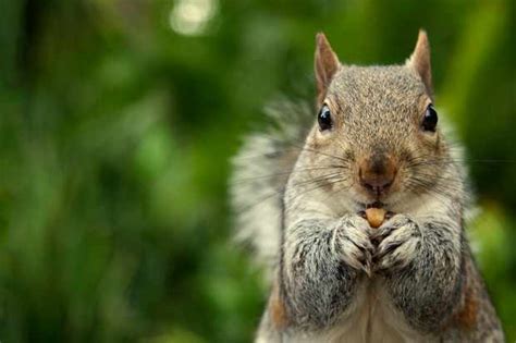 how do squirrels find their nuts discover wildlife