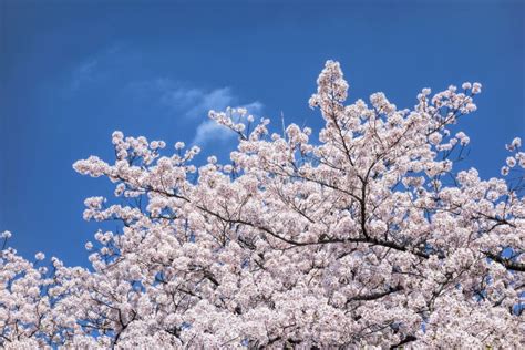 Árboles Japoneses De La Flor De Cerezo Imagen De Archivo Imagen De