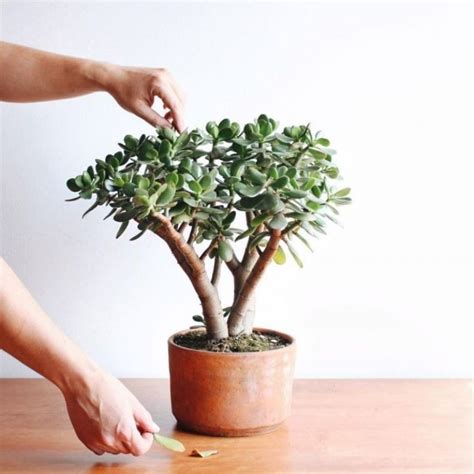 Suculentas de la suerte Cómo convertir tu planta jade en arbolito de