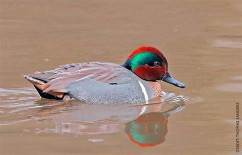 2017 Waterfowl Population Survey