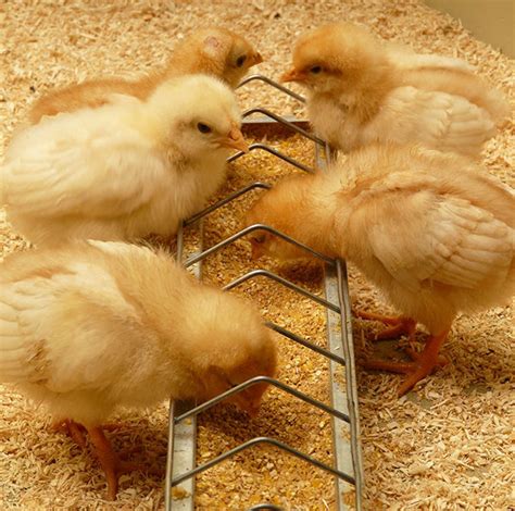 Imagen 79 imagen como criar pollos recién nacidos Thptletrongtan edu vn