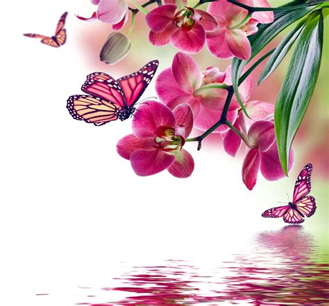 Orchid Pink Water Reflection Flowers Beautiful Butterflies
