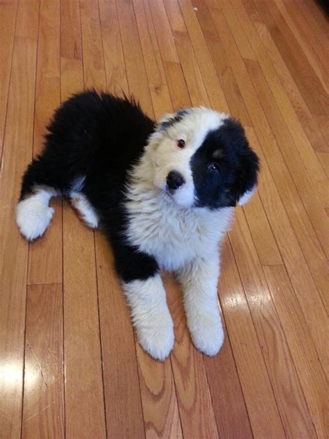 40 Fluffy Pictures Of Puppies That Looks Like Pandas