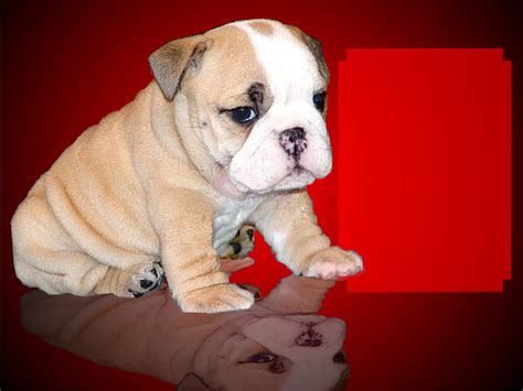 Your dog uses their paws to run, play fetch, go for walks, or just generally get around. " English bulldog stud service " bulldog puppies for sale ...