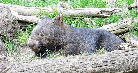 Common Wombat The Animal Facts Diet Habitat Appearance Breeding