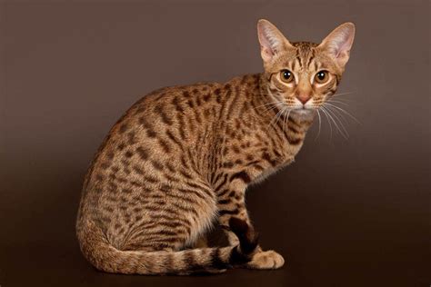 Can Bobcats Breed With Domestic Cats Facts And Exotic Looking Breeds