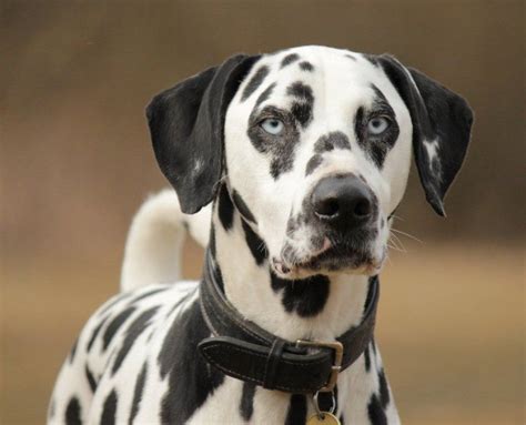 Blue Eyed Dalmatian Dalmatian Dogs Dog Breeds Dalmation Puppy