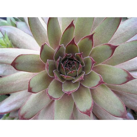 Landscape Basics 1 Gallon Groundcover Hens And Chicks Red Beauty