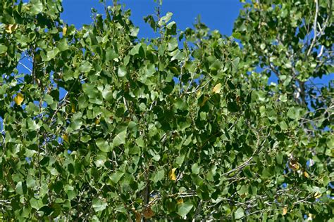 Populus Fremontii Fremont Cottonwood Southwest Desert Flora