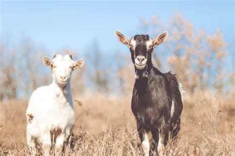 What Is A Wether Goat ~ Why Add Them To Your Farm Rural Living Today