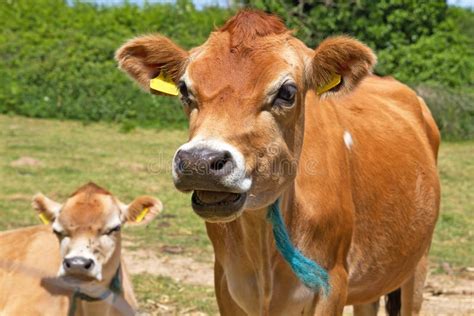 Close Up Head Shot Of A Jersey Cow Stock Photo Image Of Country Eyes