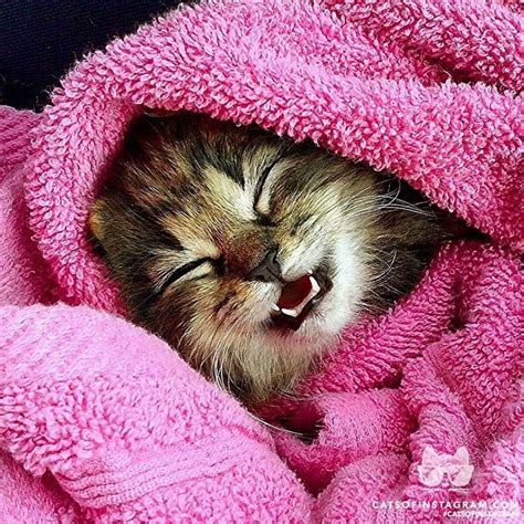 Cats Of Instagram Daily Doses Of Original Cute Cat Photos Manx