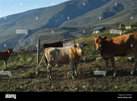Cows Grazing Grass On Green Farmland Field Of An Alpine Meadows In