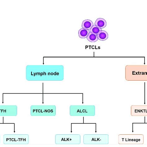 The Classification Of Peripheral T Cell Lymphomas Follows The World