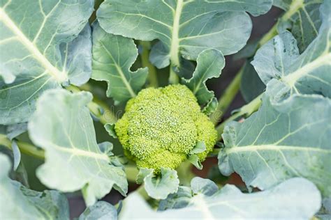 Broccoli Plant Growing In Organic Vegetable Garden Stock Image Image