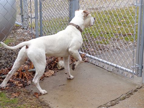 Male 2yrs 0 Months Whitebrown Pitbull Dog 242570 Flickr